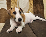Собаки в Высоковске: Джек-рассел терьер Мальчик, 40 000 руб. - фото 4