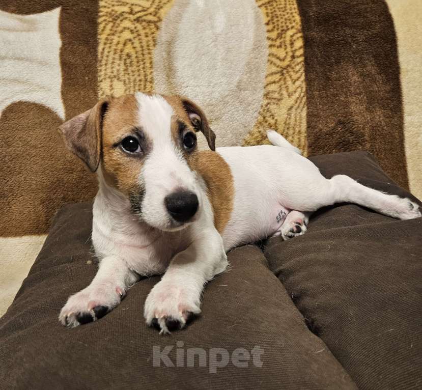 Собаки в Высоковске: Джек-рассел терьер Мальчик, 40 000 руб. - фото 4