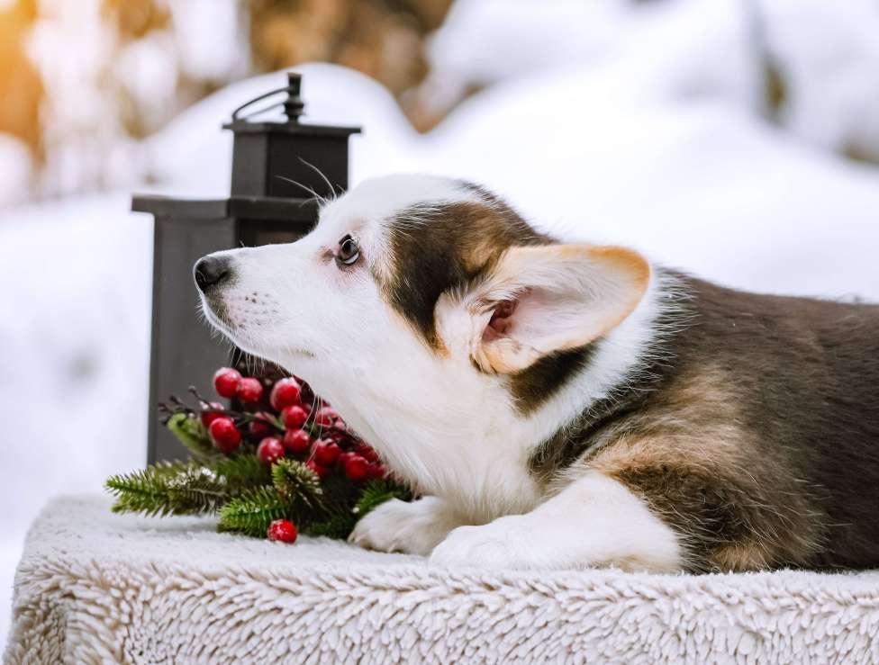 Собаки в Новосибирске: Вельш Корги Пемброк Моргана ле Фэй Девочка, 65 000 руб. - фото 5