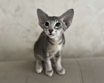Кошки в Москве: Ориентальный тигренок 💙 Мальчик, 60 000 руб. - фото 2