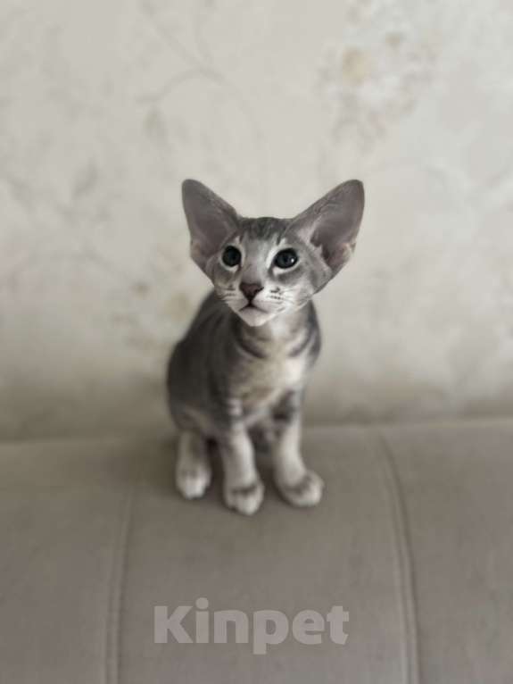 Кошки в Москве: Ориентальный тигренок 💙 Мальчик, 60 000 руб. - фото 2