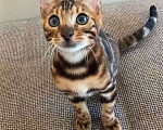 Кошки в Москве: Бенгальский мальчик  Мальчик, 30 000 руб. - фото 3