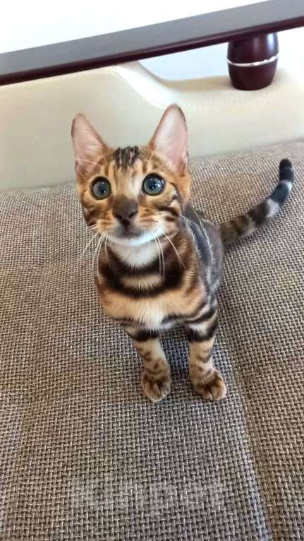 Кошки в Москве: Бенгальский мальчик  Мальчик, 30 000 руб. - фото 3