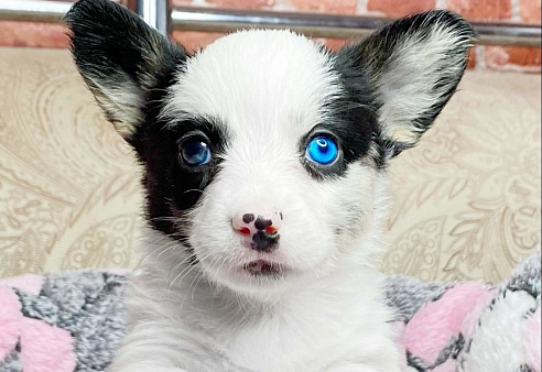 Щенки вельш-корги кардиган