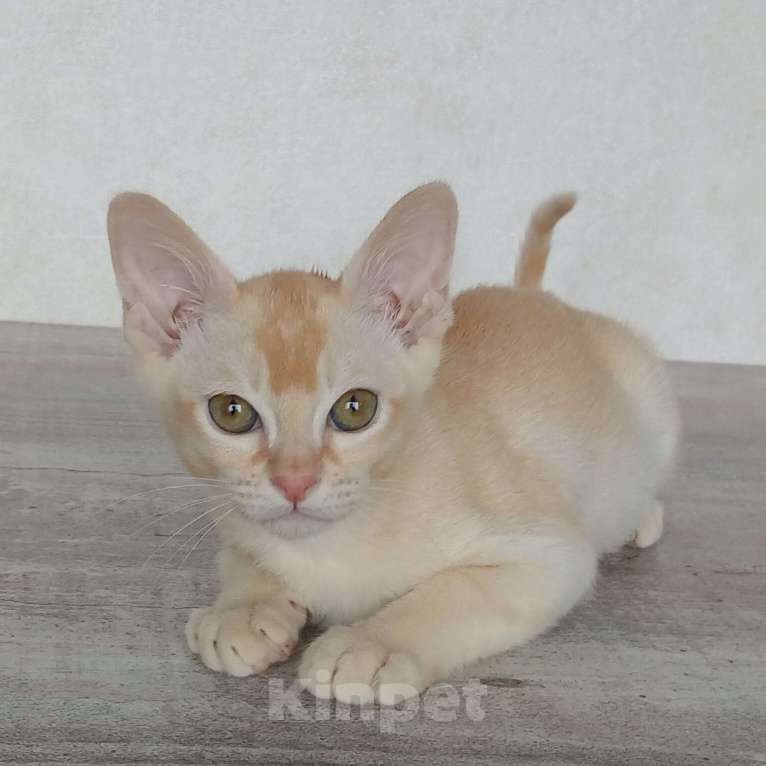 Кошки в других городах Ленинградской области: Котята бурмы европейской Мальчик, 20 000 руб. - фото 3