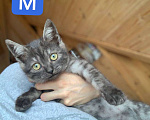 Кошки в Москве: Шотландские котята в добрые руки, 1 руб. - фото 2