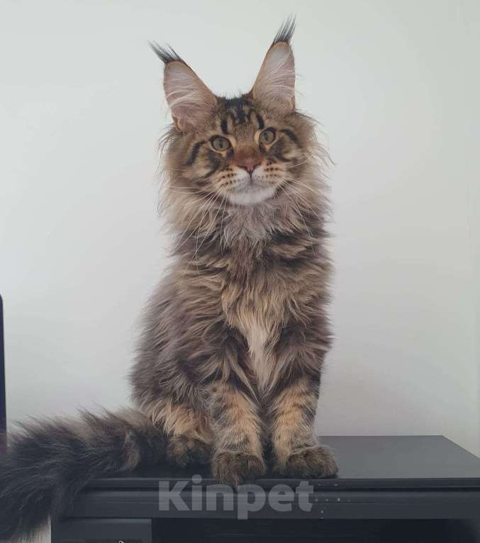 Кошки в Сочи: котята Мейн-Кун Мальчик, 40 000 руб. - фото 1
