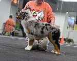 Собаки в Зеленограде: Миниатюрная Американская овчарка  Мальчик, 100 000 руб. - фото 5