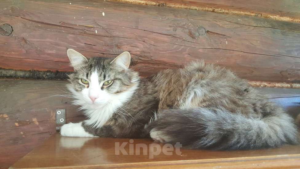 Кошки в Москве: Большой котёнок Ян. 1 год. Кастрирован. Привит. Мальчик, Бесплатно - фото 2