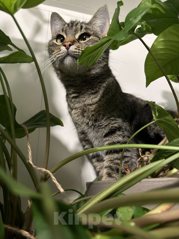 Кошки в Ростове-на-Дону: Кошечка Муся в добрые руки  Девочка, Бесплатно - фото 4