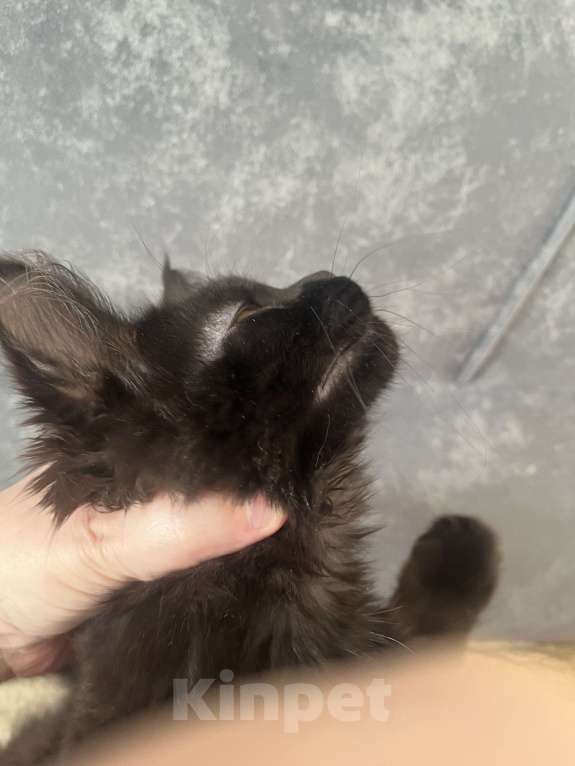 Кошки в Санкт-Петербурге: Бетти Девочка, 15 000 руб. - фото 2