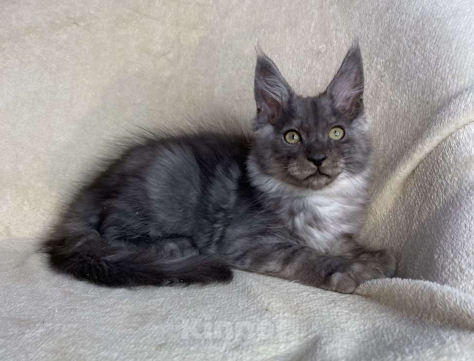 Кошки в Дмитрове: Черный дымчатый мальчик мейн кун Willian Мальчик, 40 000 руб. - фото 4