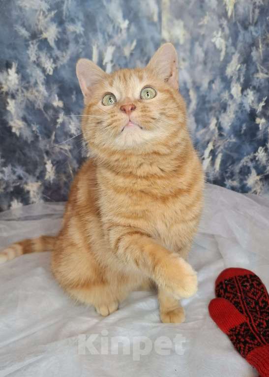 Кошки в Москве: Кошка рыже-мраморного окраса в добрые руки  Девочка, Бесплатно - фото 7