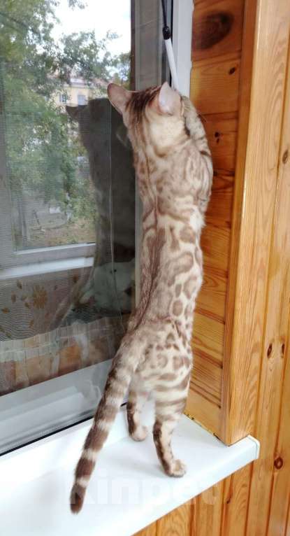 Кошки в Красноярске: Срочная продажа котенок мальчик-подросток Мальчик, Бесплатно - фото 4