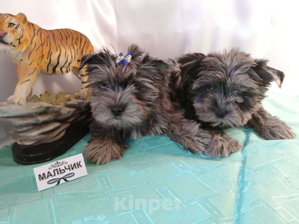 Собаки в Москве: Мальчишки редкого окраса - голубой мрамор Мальчик, 20 000 руб. - фото 4