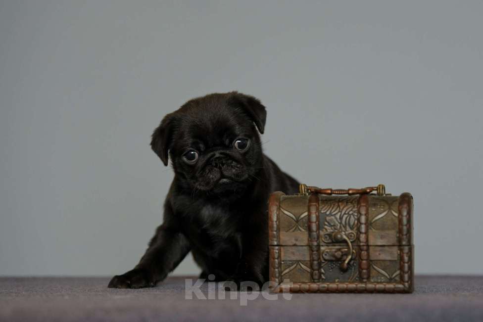 Собаки в Брянске: Питомник Academy of Life предлагает прекрасных щенков мопса от титулованной красивой пары. Мальчик, 65 000 руб. - фото 1