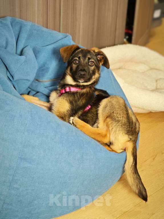 Собаки в Красногорске: Маленькая Николь 3 месяца в ищет дом  Девочка, Бесплатно - фото 3