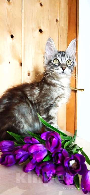 Кошки в Челябинске: 🔥🔥🔥 КОТЕНОК МЕЙН-КУН ДЕВОЧКА Девочка, 10 000 руб. - фото 6