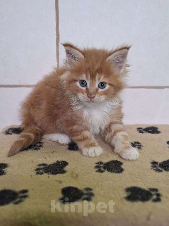 Кошки в Москве: Мейн-кун Мальчик, 55 000 руб. - фото 1