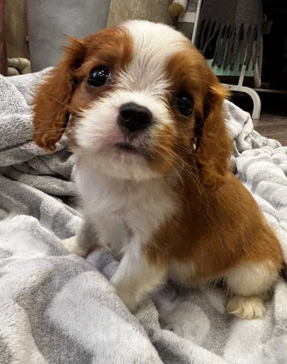 Собаки в Дзержинске: Кавалер девочка бленхейм  Девочка, 120 000 руб. - фото 2