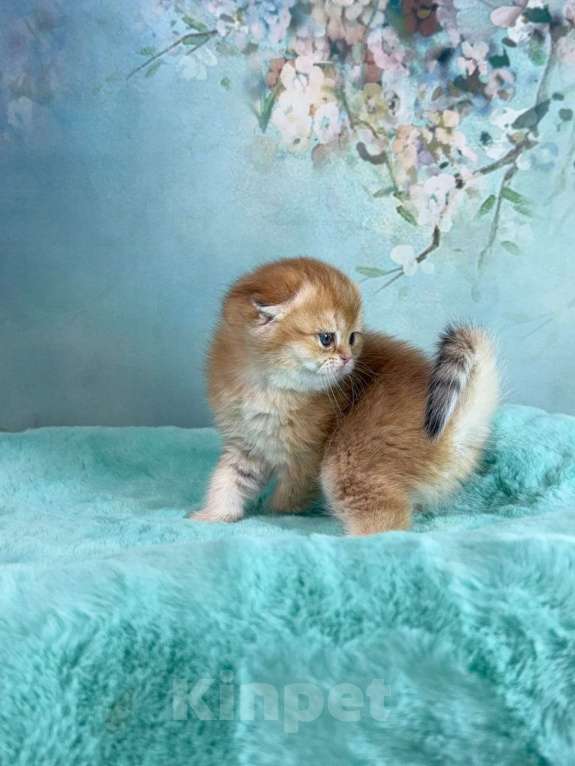 Кошки в Саранске: Вислоухая девочка золотая шиншилла Девочка, 50 000 руб. - фото 5