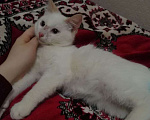 Кошки в Вологде: Котёнок  Мальчик, Бесплатно - фото 4