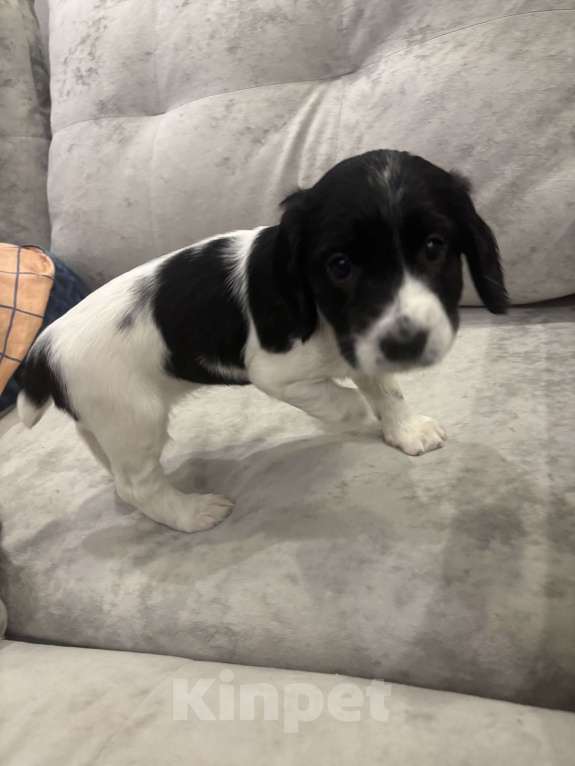 Собаки в Ногинске: Русский охотничий спаниель щенки Девочка, 15 000 руб. - фото 1