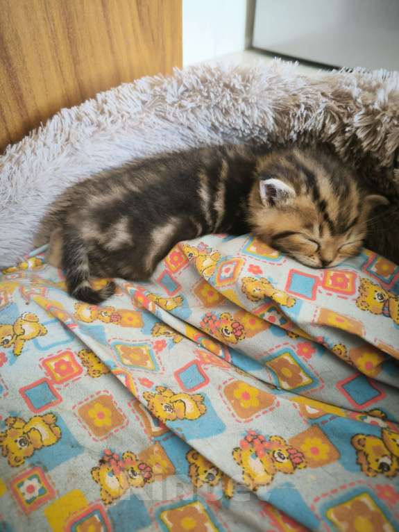 Кошки в Батайске: Котенок шотландский Мальчик, 4 000 руб. - фото 8