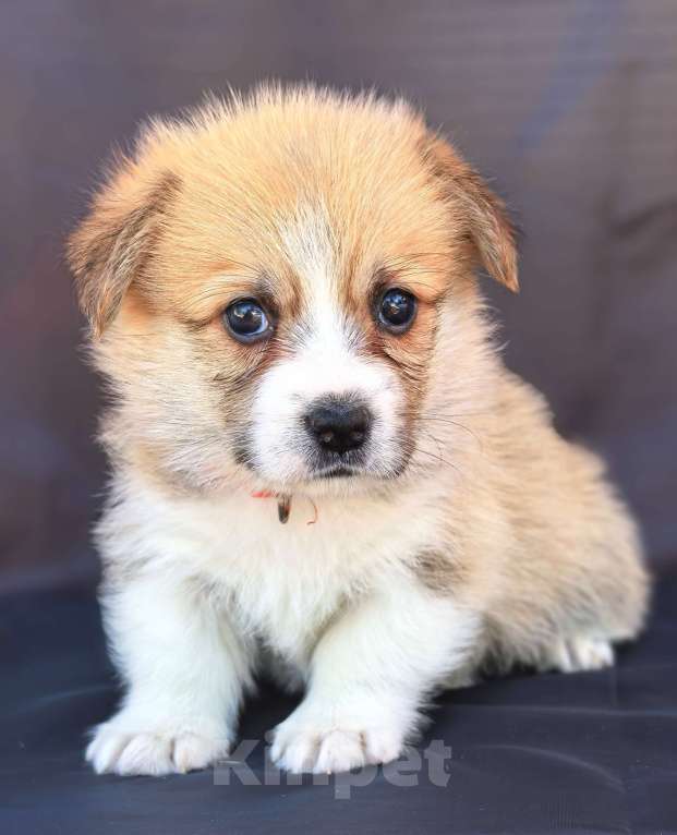 Собаки в Москве: Девочка вельш корги пемброк Девочка, 60 000 руб. - фото 3