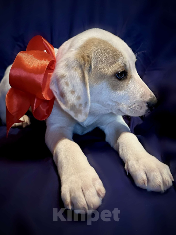 Собаки в Раменском: Бусинка ищет любящую семью Девочка, 1 руб. - фото 2