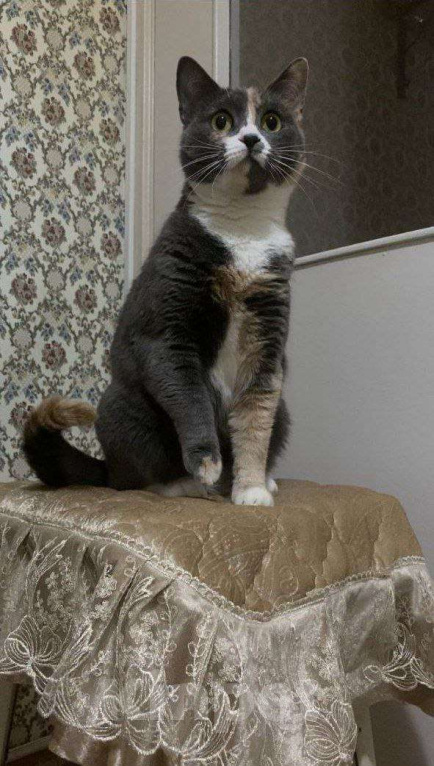 Кошки в Москве: Пепельная трехцветная Шерри Девочка, Бесплатно - фото 7