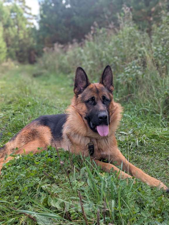 Собаки в других городах Свердловской области: Немецкая овчарка Девочка, 13 000 руб. - фото 6