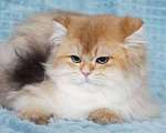 Кошки в Владивостоке: Длинношерстный британский котик Мальчик, 40 000 руб. - фото 4