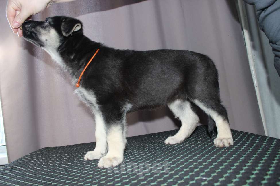 Собаки в Красноярске: Щенок ВЕО Нуар Леди Девочка, Бесплатно - фото 5