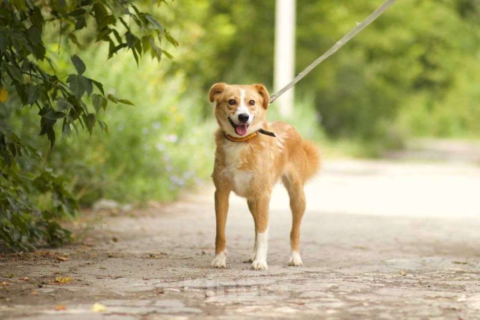 Собаки в Липецке: Ася ищет семью  Девочка, Бесплатно - фото 3