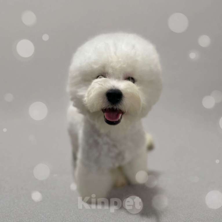 Собаки в Москве: Щенок бишон фризе  Мальчик, 140 000 руб. - фото 8