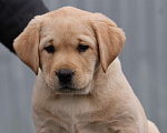 Собаки в Калуге: Палевая девочка лабрадора высокого качества из питомника РКФ/FCI Девочка, Бесплатно - фото 1