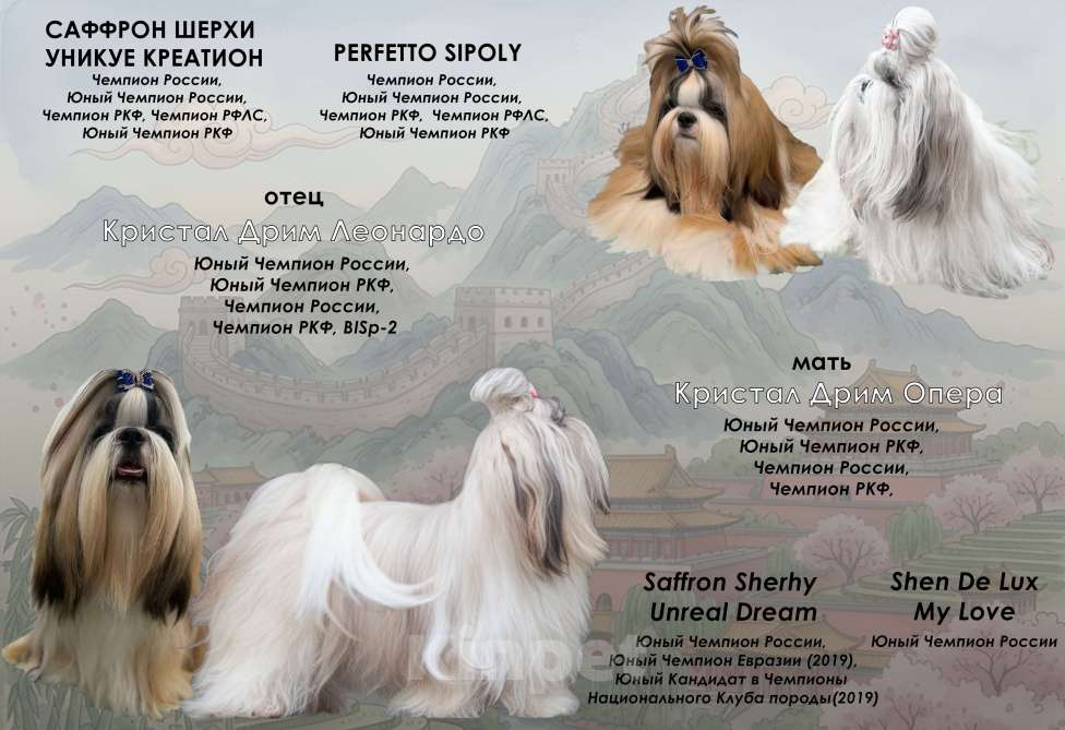 Собаки в Тамбове: Ши-тцу Девочка, Бесплатно - фото 3