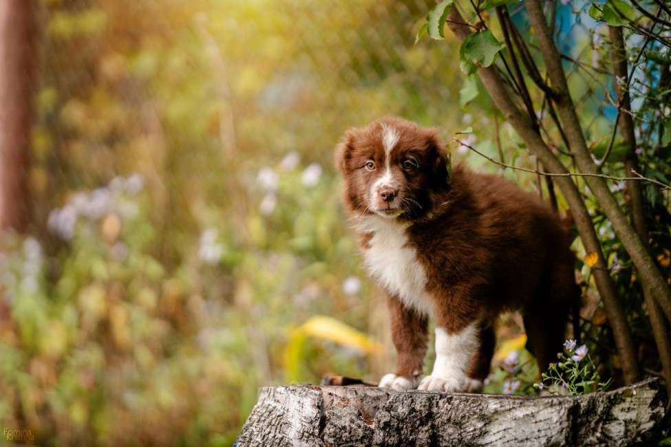 Собаки в Москве: Мальчик красный   Биколор  Мальчик, Бесплатно - фото 2