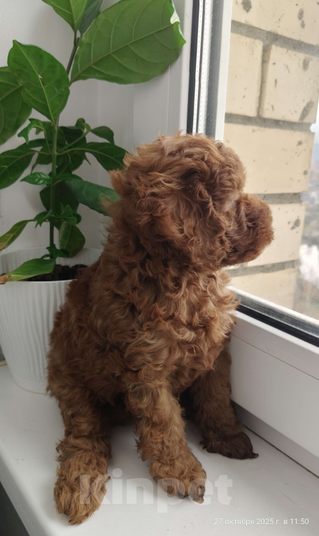 Собаки в Мытищах: Миниатюрный пудель Айла Девочка, 150 000 руб. - фото 3