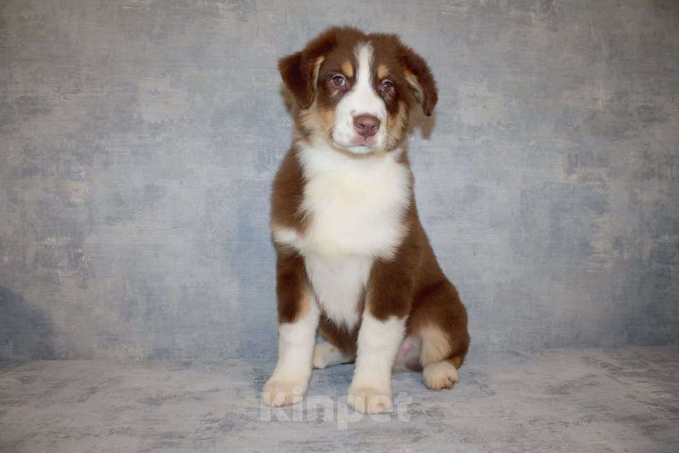 Собаки в других городах Московской области: Австралийская овчарка Мальчик, 50 000 руб. - фото 2