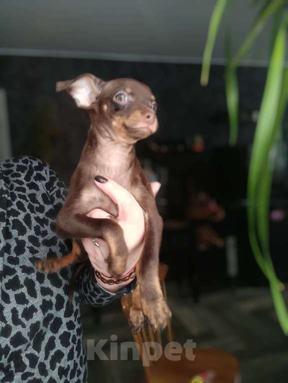 Собаки в Москве: Шоко мальчик Мальчик, 40 000 руб. - фото 3