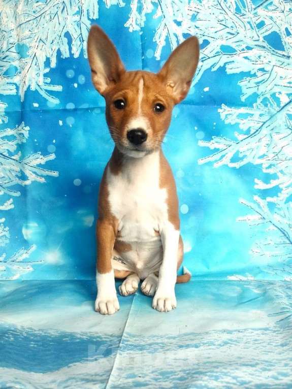 Собаки в Красноармейске: Щенки басенджи  Мальчик, 40 000 руб. - фото 8