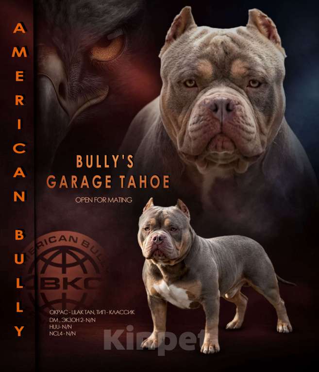 Собаки в Черногорске: Кобель на вязку Мальчик, 100 000 руб. - фото 1