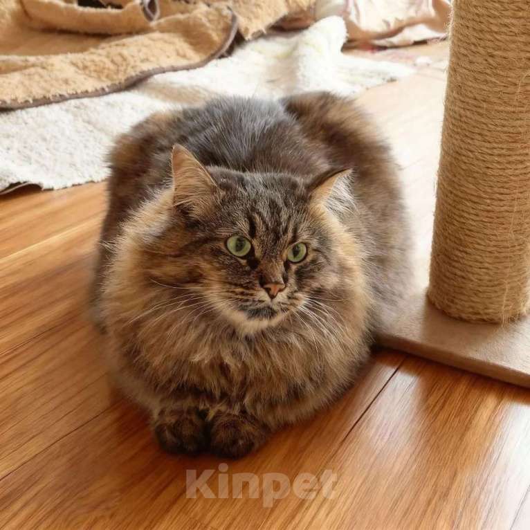 Кошки в Москве: Ручная кошечка Анфиса ищет надёжную семью Девочка, Бесплатно - фото 3