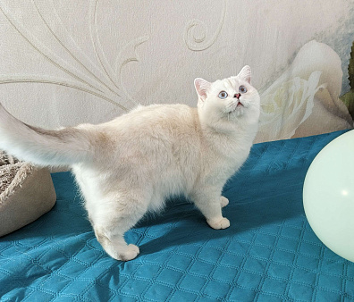 Шотландский прямоухий мальчик