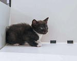 Кошки в Москве: 2 очаровательных котенка в дар, Бесплатно - фото 3