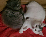 Кошки в Богородске: Котята в дар, 1 руб. - фото 1