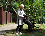 Собаки в Москве: Активный,весёлый и ласковый Блэкки в поисках дома Мальчик, 10 руб. - фото 5