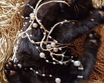 Кошки в Москве: Черный котик Лаки, 2 мес, снимет негатив и принесет благополучие в дом Мальчик, Бесплатно - фото 3